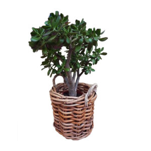Round Pot Basket CL Rattan