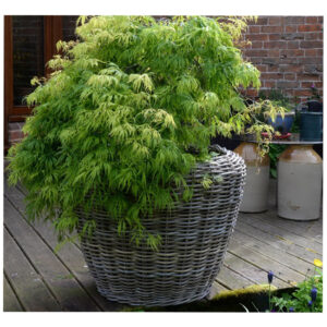 Jumbo Pot With Flower